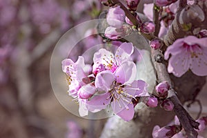 Branch of peach tree with pink flowers and buds. Close-up. sunny day. Prunus persica