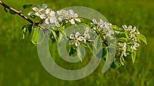 Branch with pear flowers on a background of green grass