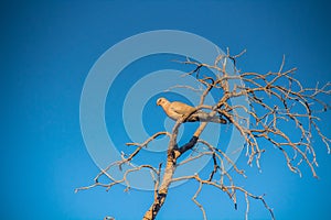 Branch Perchers: Eurasian Collared Doves Resting on Tree Branches