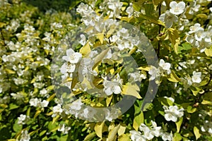 Branch of Philadelphus coronarius Aureus with white flowers and yellow leaves