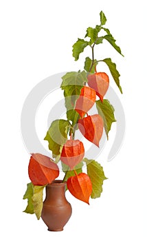 branch of Physalis plant