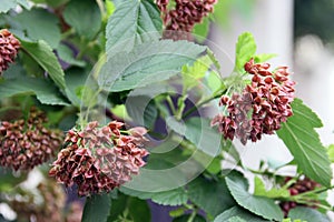 Branch of Physocarpus opulifolius ninebark with bolls closeup