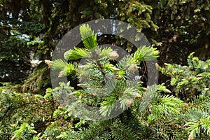 Branch of Picea pungens with fresh foliage