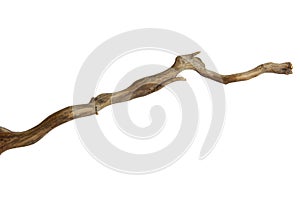 Branch piece of driftwood isolated on white background with clipping path
