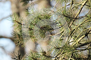 Branch of a pine