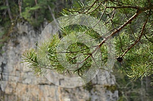 The branch of a pine on a background of rocks