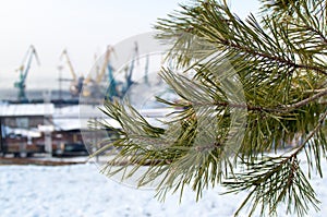 Branch of a pine on blurred background industrial landscape