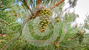 Branch of  pine with  cone (also known as the maritime pine or cluster pine