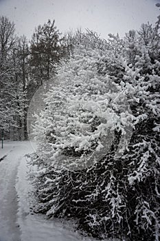 Branch of pine lavishly covered with fluffy snow