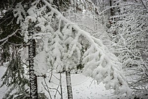 Branch of pine lavishly covered with fluffy snow