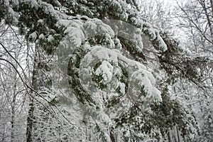 Branch of pine lavishly covered with fluffy snow