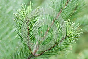 A branch of pine with raindrops.