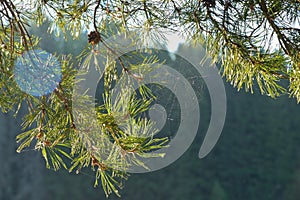 The branch of a pine with spider web in summer morting light