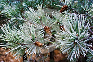 Branch of pine tree with cone, winter