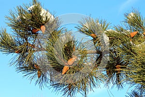 Branch of pine tree with cones and snow on a background blue sky