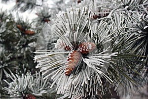 Branch of pine tree with cones in winter