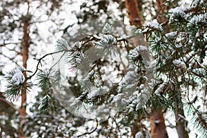 Branch of pine tree covered with frost