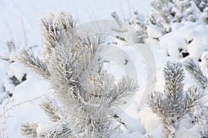 Branch of pine tree covered with snow