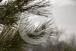 Branch of pine-tree with fir-needles green color. Early spring