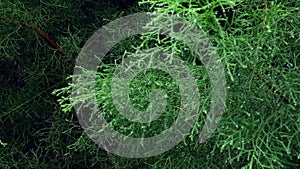 Branch of pine tree in forest wetting from raining on blurred background.