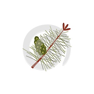 Branch of pine tree with green needles and the cone, vector taiga evergreen tree fir, cedar or spruce twig forest plant