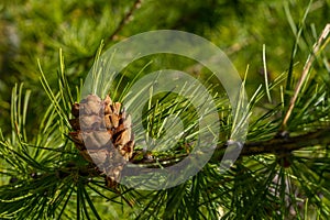Branch of pine tree with pine cone in the forest. Macro close up