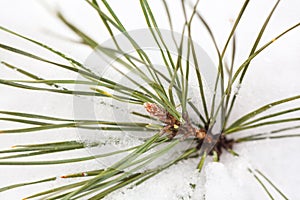 Branch of the pine tree in the snow