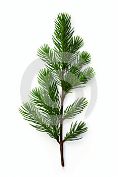 Branch of pine tree on white background photo of pine tree. Generative AI