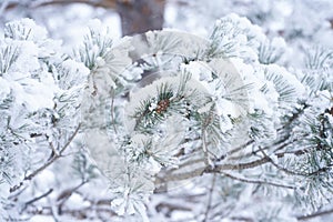 Branch of pinetrees with pine cone