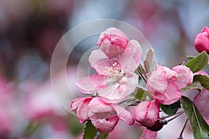 Branch with pink apple flowers bloom