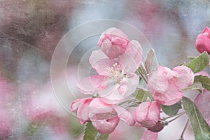 Branch with pink apple flowers bloom