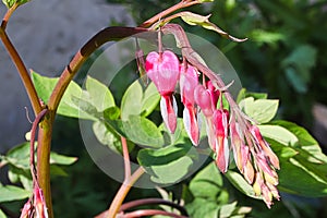 A branch of pink bleeding heart flowers