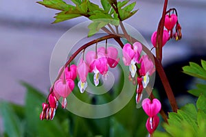 Branch of pink bleeding hearts