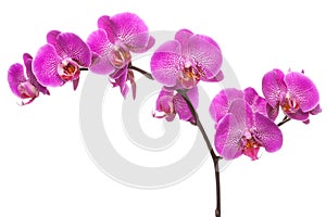 Branch of pink blooming orchid