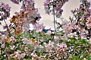 On the branch of the pink Bougainvillea a blue bird Dacnis cayana photo