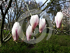 Pink buds of Magnolia flowers.