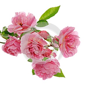 Branch of pink climbing rose