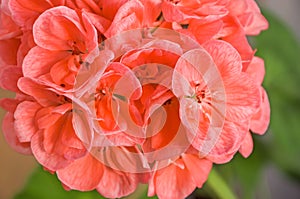 Branch of pink cranesbill flowers pelargonium, geranium, malva