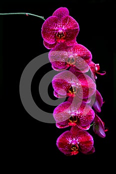 Branch of pink dotted  phalaenopsis orchids with black background