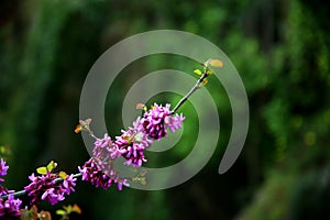 Branch with pink flowers and new buds, with a background of bright green trees