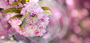 Branch of pink flowers of sakura tree on blurred background. Floral background for greeting card,