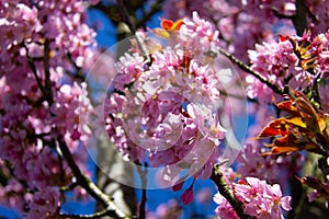 Branch with pink flowers in spring time