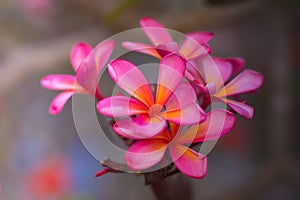 Branch of pink Frangipani flowers. Blossom Plumeria flowers on blurred background. Flower background for decoration