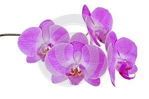 Branch of pink orchid flower isolated. png transparent