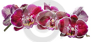 Branch of pink orchids isolated