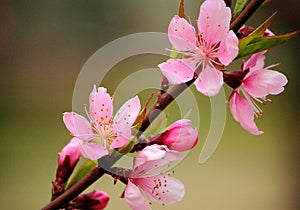 A branch of pink peach flowers