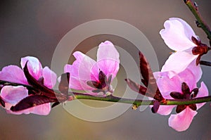 A branch of pink peach flowers