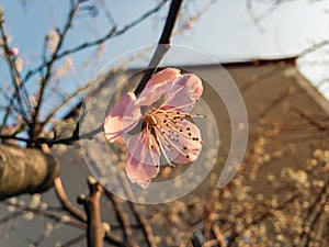 A branch with pink peach tree flowers.
