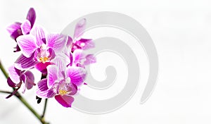 Branch of pink and purple orchid flowers on white with copy space