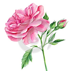 Branch Pink rose, leaves and buds on a white background, watercolor botanical painting